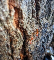 bark of a tree