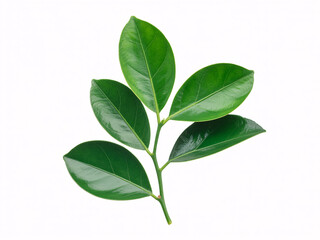 Obraz premium Vibrant green leaves on a branch showcase natural beauty, perfect for health and wellness marketing