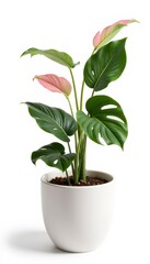 Indoor Monstera plant in white pot with vibrant green leaves  