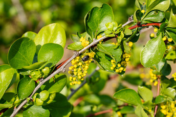 Branch with bright green leaves and small yellow flowers, with an insect crawling on a spring day.