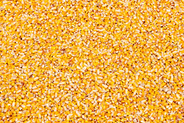 Close-up texture of yellow maize grains harvested from fields.