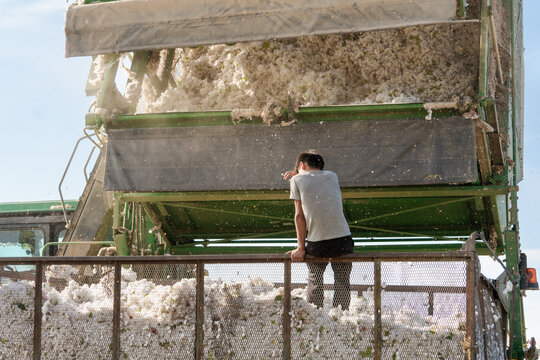 Cotton industry. Workers unload picked cotton from a cotton harvester into a trailer.