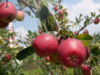 Apple orchards offer fresh, juicy apples, beautiful scenery, and a peaceful, nature-filled environment.
