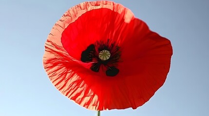 Vibrant red poppy flower close up against the clear blue sky background