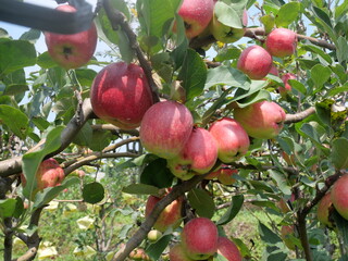 Apple orchards offer fresh, juicy apples, beautiful scenery, and a peaceful, nature-filled environment.