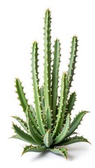 Tall green cactus with sharp spines on white background  