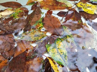Wet autumn leaves float in a clear rain puddle, showcasing a mix of vibrant yellows, browns, and greens. The wet surface enhances the colors, creating a reflective effect.