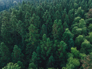 Aerial view of beautiful forest landscape in China