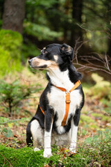 Owczarek w typie berneńskiego portret w lesie