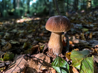 Boletus mushrooms growing on the ground in the forest