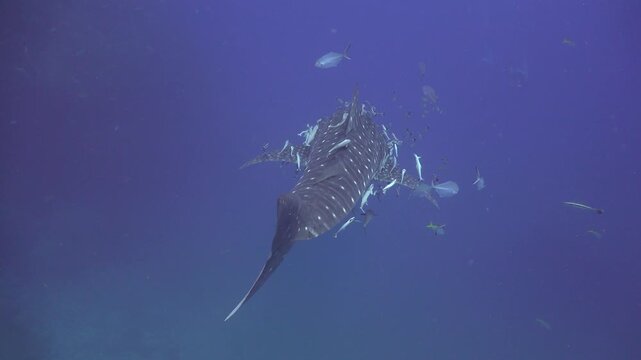 Whale shark (Rhincodon typus) filmed from behind, swimming along a rocky wall with its tail barely moving. Surrounded by many remoras and with two large suckerfish attached.