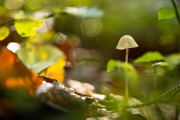 Małe grzyby rosnące w lesie w miękkim jesiennym świetle, spokojna natura makro w ciepłych kolorach i mała głębia ostrości.