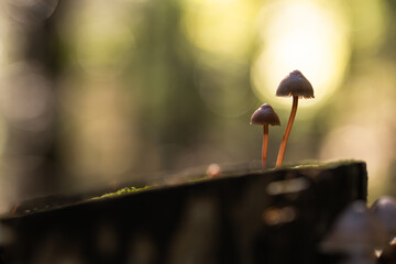 Małe grzyby rosnące w lesie w miękkim jesiennym świetle, spokojna natura makro w ciepłych kolorach i mała głębia ostrości.