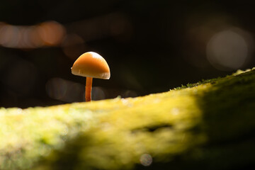 Małe grzyby rosnące w lesie w miękkim jesiennym świetle, spokojna natura makro w ciepłych kolorach i mała głębia ostrości.