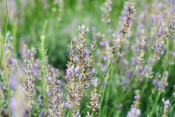 Delicate beauty lavender flowers in a field, showcasing their vibrant purple hues against a soft green background