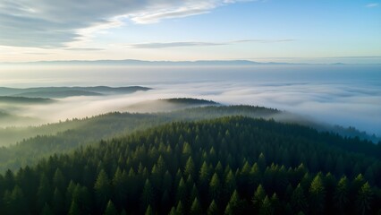 Fototapeta premium Aerial photography of forest panorama in morning fog