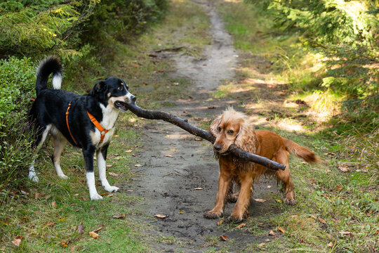 Fototapeta Cocker spaniel i owczarek w typie berneńskiego bawią się kijem w lesie