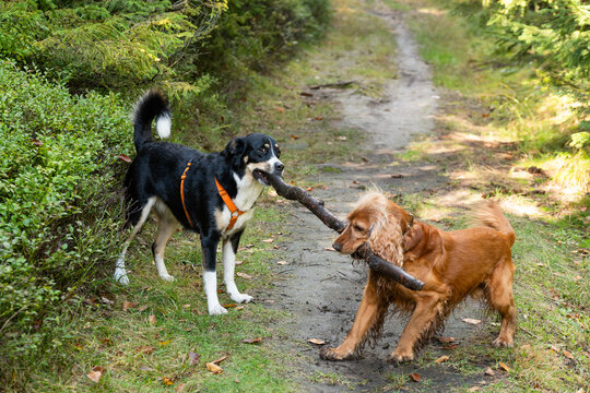Fototapeta Cocker spaniel i owczarek w typie berneńskiego bawią się kijem w lesie