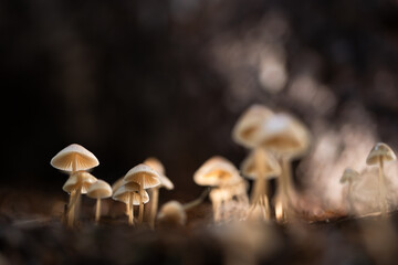 Małe grzyby rosnące w lesie w miękkim jesiennym świetle, spokojna natura makro w ciepłych kolorach i mała głębia ostrości.