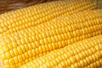 Sweet corn ears closeup. Fresh maize cob macro texture, autumn sweetcorn, corncob close up