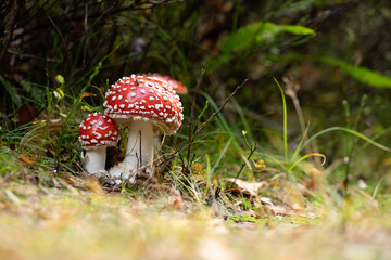 Zbliżenie na maleńkie grzyby rosnące na mchu i opadłych liściach w jesiennym lesie. Ciepłe światło, miękka ostrość i ziemiste tony tworzą spokojną, naturalną atmosferę lasu.