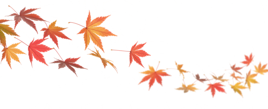 Autumn Maple Leaves Border Design fall isolated on a transparent background