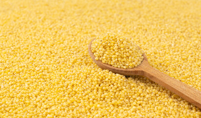 Raw millet grains pile with wood spoon closeup. Little yellow cereal, natural foxtail small seeds