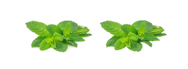 Mint twigs isolated. Peppermint sprig, fresh mentha stem, green spearmint branch with leaves © ange1011