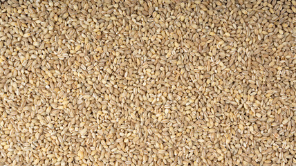 Pearl barley grains. Raw peeled cereal pile texture, organic pearl barley