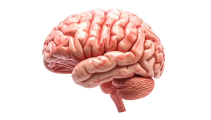 Anatomical brain on black backdrop