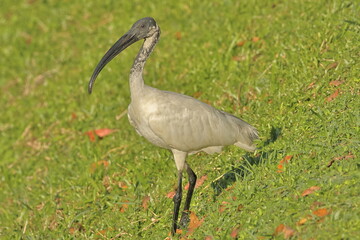 Birds of Sl