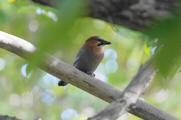 木の枝に止まるミヤマカケス