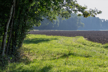 Obraz premium Lisière de la forêt au matin