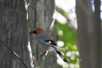 木の枝に止まるミヤマカケス