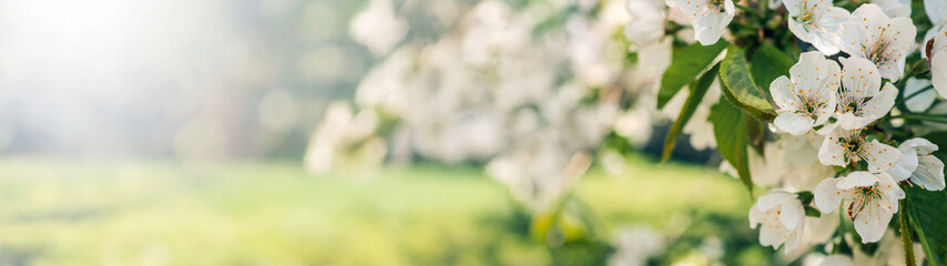 Blossoming cherry tree branch against a soft, blurred green background.