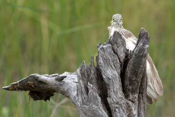 Squacco Heron