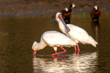African Spoonbill