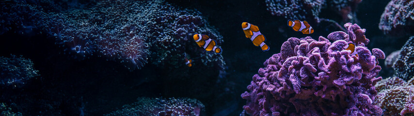 Clownfish swimming among vibrant coral reefs in a stunning underwater scene. © shine.graphics