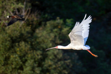 African Spoonbill
