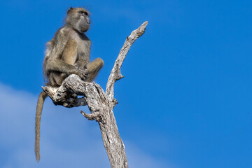 Baboon