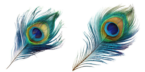 Obraz premium Iridescent peacock tail feathers with striking eyespot patterns on white background