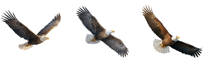 Obraz premium Three majestic bald eagles soaring in dynamic flight poses isolated on white background