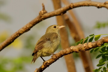 Birds of SL