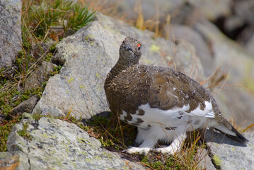 北アルプス、奥穂高岳に生息する雷鳥