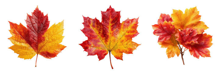 Obraz premium Three vibrant red and yellow autumn leaves isolated on a clean white background