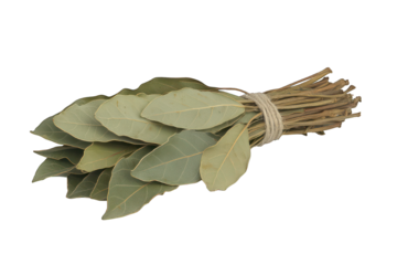 A tied bunch of dried bay leaves, tan stems and olive green leaves
