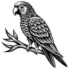 Vintage Parrot Illustration,Black and White Woodcut Style Bird Vector Design, 
Parrot vector,Parrot design,Parrot concept,Parrot cartoon,Parrot icon,Parrot template,Parrot art,Parrot topics,Parrot 