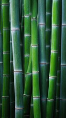 Obraz premium Close-up of Tall Green Bamboo Stalks in Natural Environment