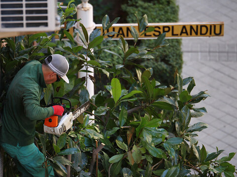 Jardinero podando y cortando las plantas, arbustos, setos, ramas y &aacute;rboles con tijera cortasetos de un portal de la calle