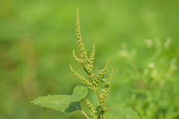 Chenopodium album, edible plant, common names include lamb's quarters, melde, goosefoot, white goosefoot, wild sun light spinach, bathua and fat-hen.